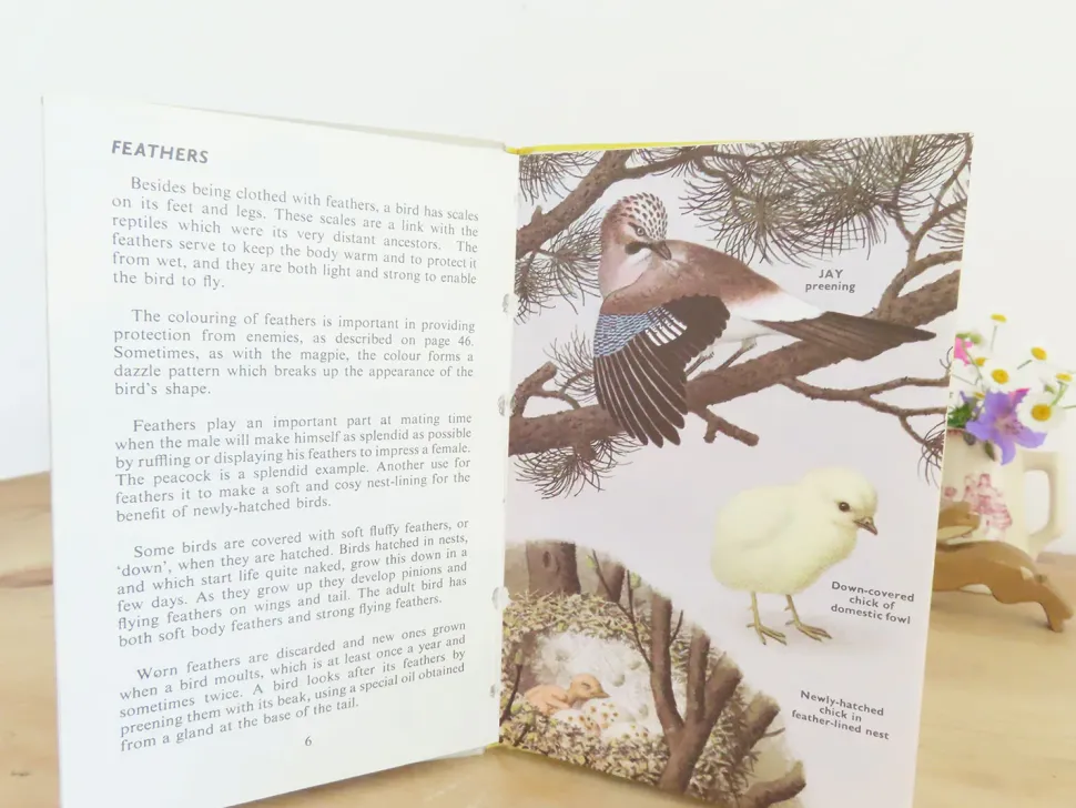 VINTAGE Ladybird book - Birds and How They Live (1969)