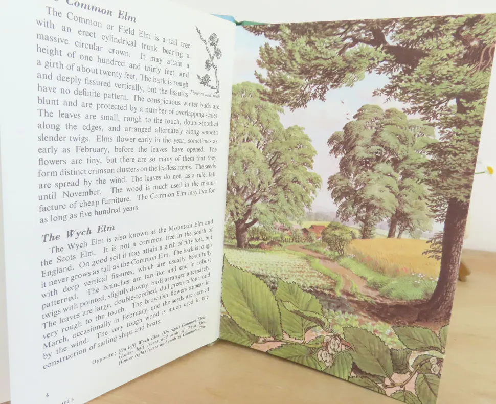 VINTAGE Ladybird book - Trees (1970s)