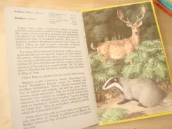 VINTAGE Ladybird book - European Mammals (early 1970s)