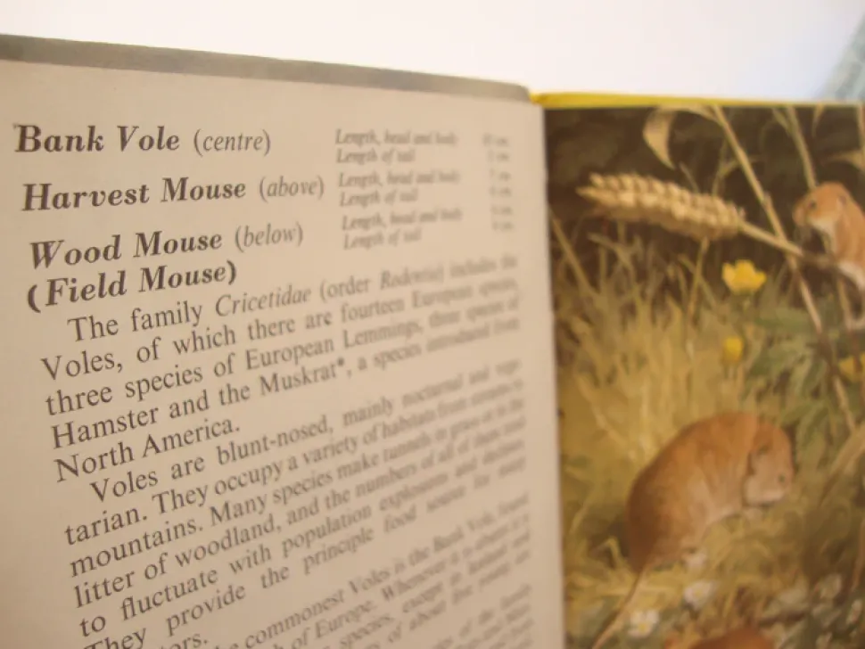 VINTAGE Ladybird book - European Mammals (early 1970s)